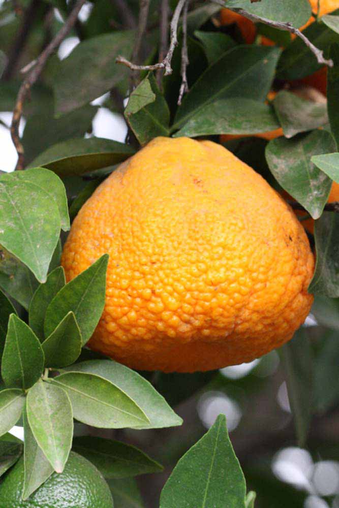            Fruit (Riverside, CA)   